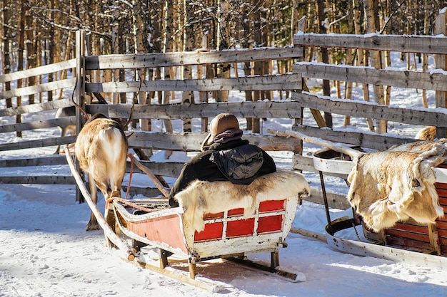 Hombre antes de paseo en trineo tirado por renos en invierno Rovaniemi, Laponia, Finlandia