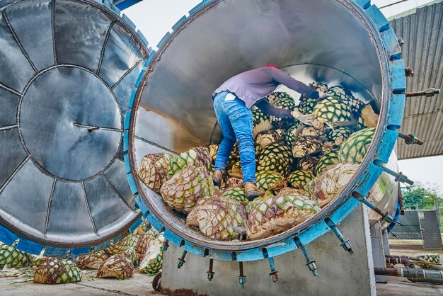 Hombre apilando agave en el horno listo para cocerlo al vapor