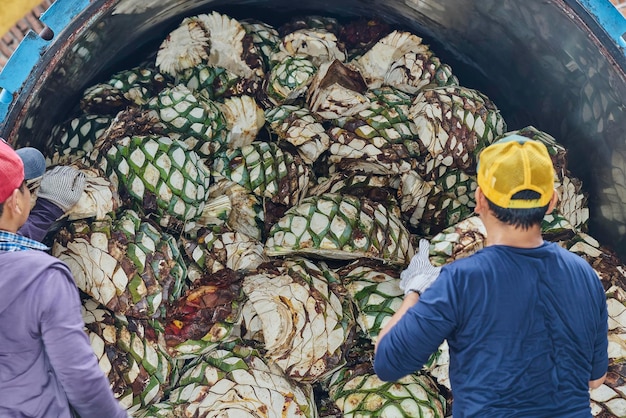 Hombre apilando agave en el horno listo para cocerlo al vapor