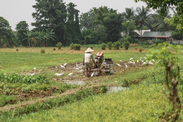 El hombre ara el campo con un gran bloque motor, Bali Indonesia