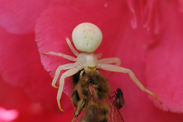 Foto el hombre araña blanco en flor roja.