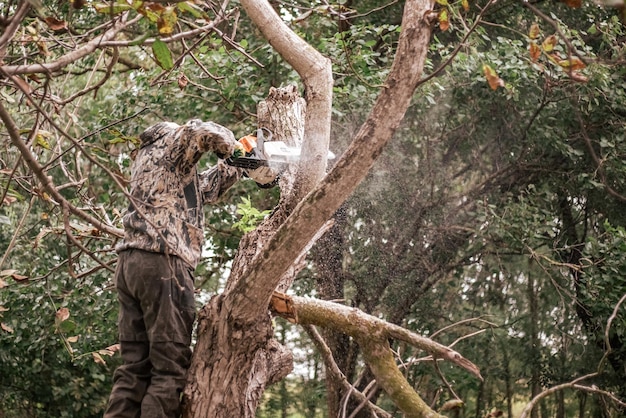 Un Hombre Corta Un árbol Con Una Motosierra. Poda De árboles. Foto de  archivo - Imagen de hombre, madera: 210915828