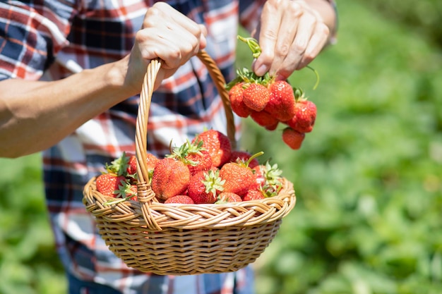 El hombre asiático está recogiendo fresas en el jardín de frutas en un día soleado