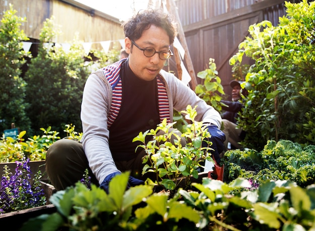 Hombre asiático jardinería tranplanting al aire libre