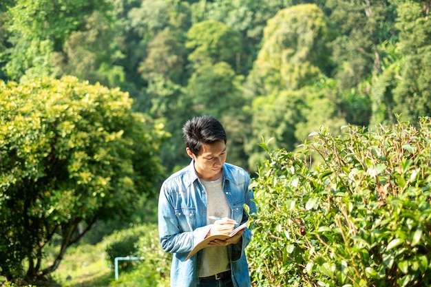 Hombre asiático trabajando en plantaciones de té verde en Chiang Mai, Tailandia