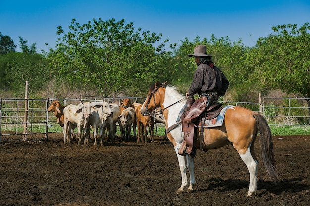 El hombre asiático vaquero está atrapando un ternero para ser marcado en un rancho