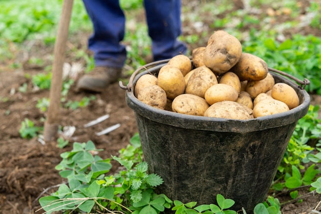 Hombre con balde lleno de patatas recién cosechadas Concepto agrícola.