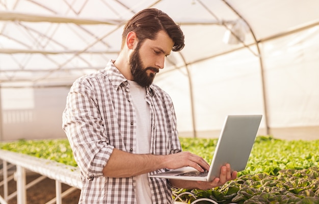 Hombre barbudo en camisa a cuadros de pie cerca de la mesa hidropónica con brotes verdes y usando una computadora portátil para controlar el riego automático en un invernadero contemporáneo