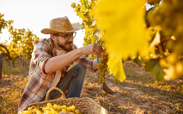 Hombre barbudo cosechando uvas en la granja