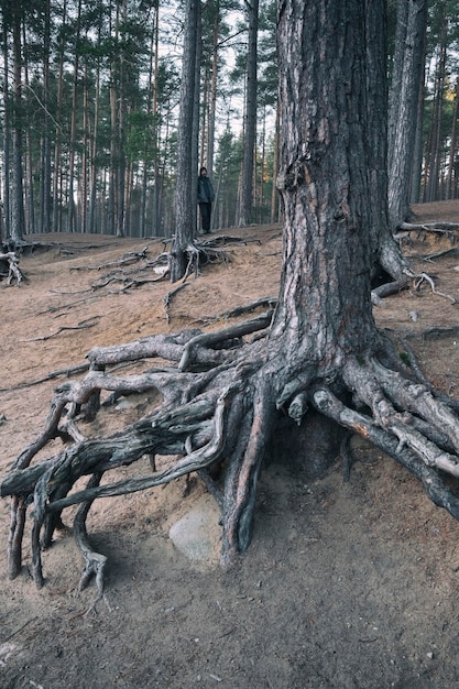 Un hombre en un bosque de pinos oscuro entre árboles con raíces extrañas desnudas