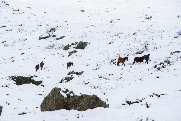 Hombre con caballos en la nieve en las montañas de Georgia