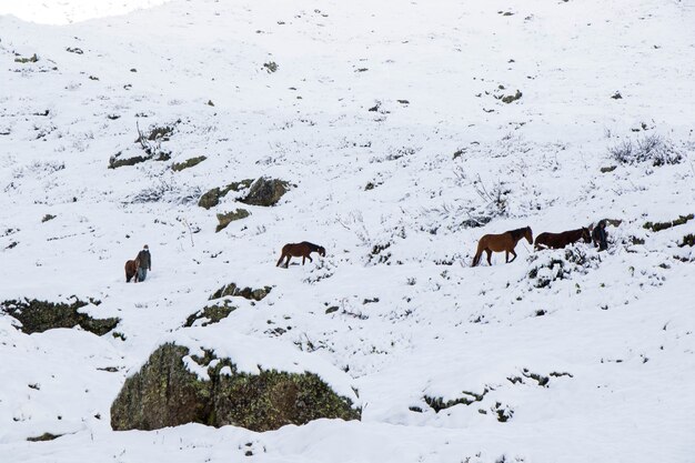 Hombre con caballos en la nieve en las montañas de Georgia