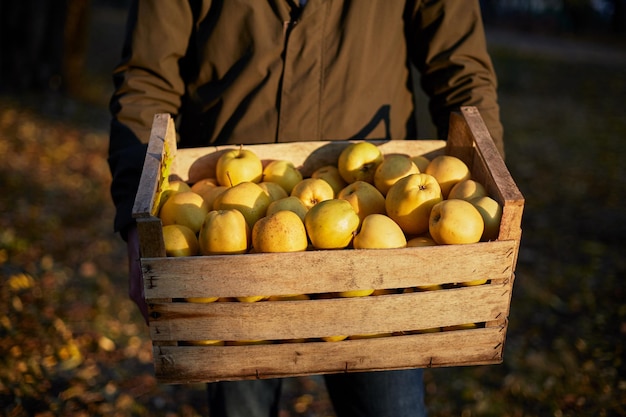 Hombre con caja de madera de manzanas doradas maduras amarillas en el agricultor de la huerta cosechando en el jardín