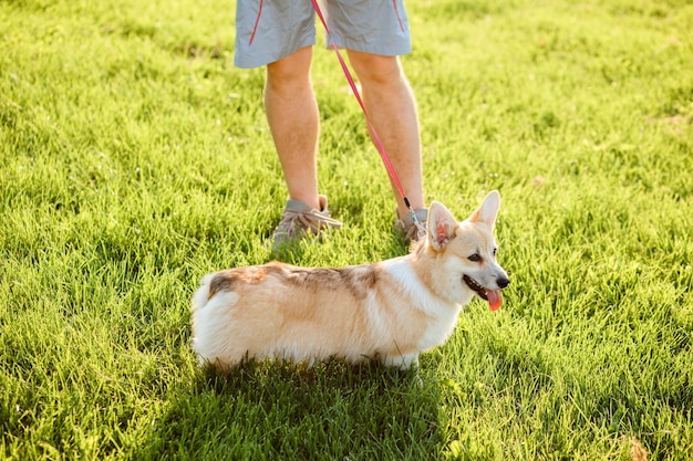 El hombre camina al aire libre con su perro. Welsh Corgi Pembroke en un lish con su dueño en la hierba verde, césped.