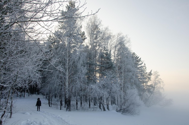 Un hombre camina por un bosque cubierto de nieve en invierno.