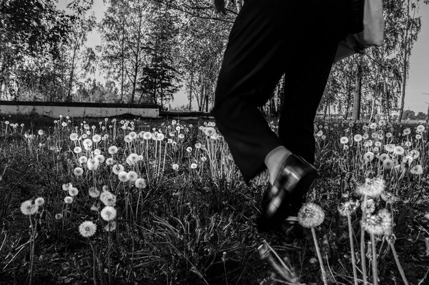 Foto un hombre camina por un campo de dientes de león.