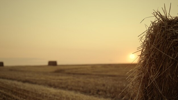 El hombre camina por el campo del pajar en la temporada de cultivo de la puesta de sol dorada Concepto de agricultura