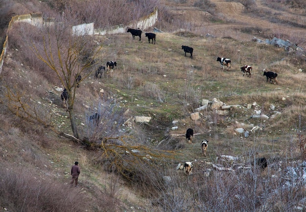 Un hombre camina en un campo con vacas.