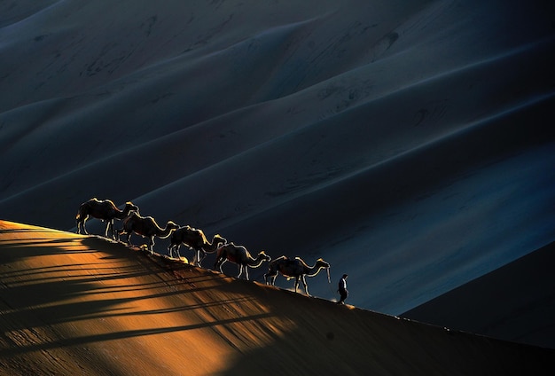 Hombre caminando con camellos en el desierto