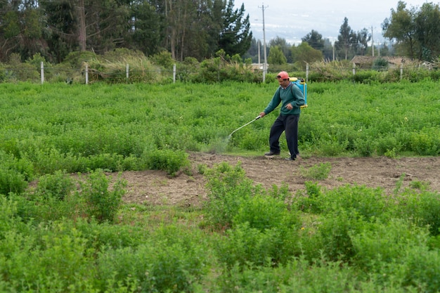 Foto un hombre caminando con un paquete de fumigación entre la alfalfa.