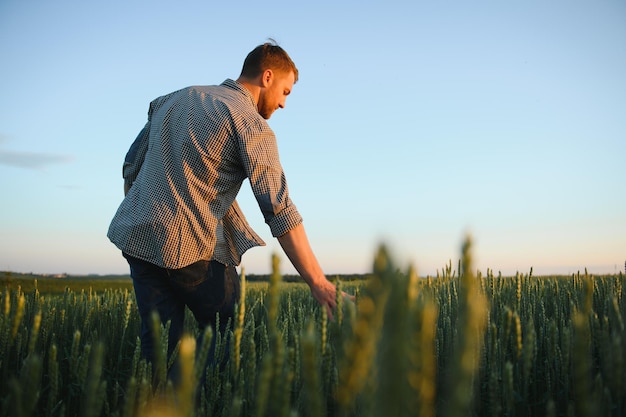 Hombre caminando en trigo durante la puesta de sol y tocando la cosecha
