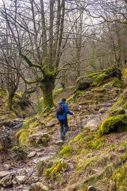 Un hombre en el camino a través del bosque de hayas en el ascenso al monte Adarra en el municipio guipuzcoano de Urnieta en Urnieta cerca de San Sebastián País Vasco