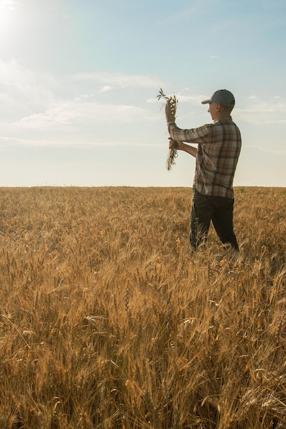 hombre en campo de trigo al aire libre