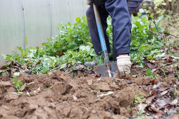 Hombre cavando el suelo con una pala en el jardín Trabajo agrícola Trabajo de jardín de otoño
