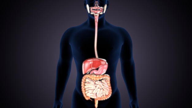 un hombre con un cerebro en su cuerpo y el estómago visible