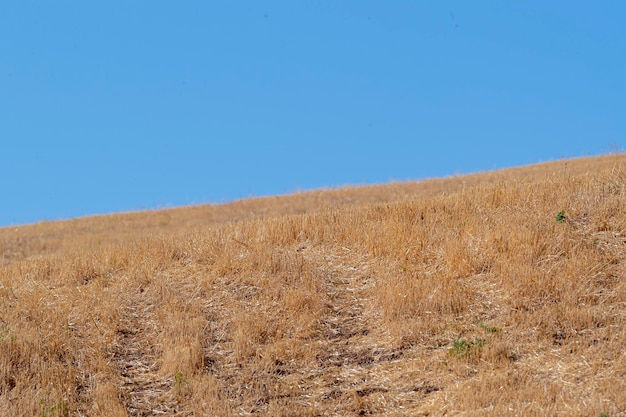 Un hombre se para en una colina en un campo con un cielo azul de fondo.