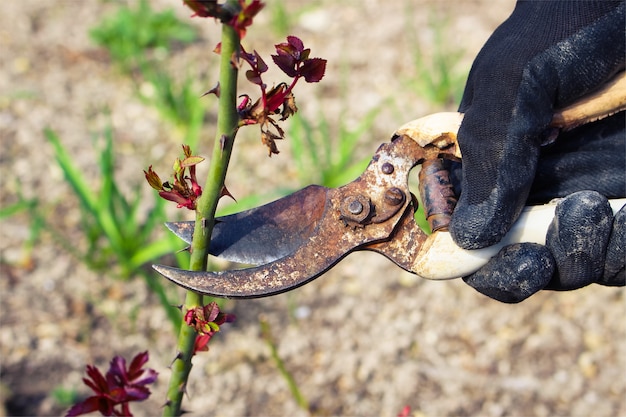 Hombre corta arbustos de rosas viejas tijeras de jardín