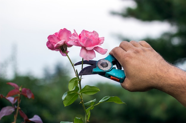 Hombre cortando las rosas en el jardín