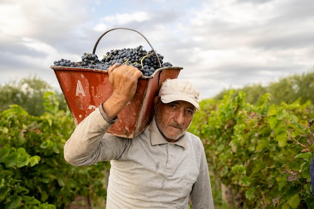 Un hombre cosecha uvas en un viñedo