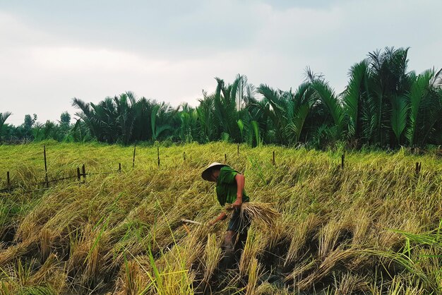 Foto hombre cosechando mientras está de pie en un campo agrícola