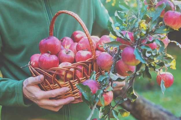 Un hombre cosechando una rica cosecha de manzanas en el huerto. Un hombre sostiene una canasta llena de manzanas rojas