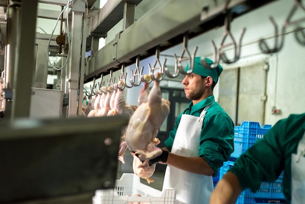 Un hombre con un delantal verde se para en una fábrica con un montón de pollos colgando de un gancho.