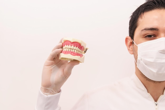 Foto hombre dentista sosteniendo una prótesis dentaria de muestra en un fondo blanco