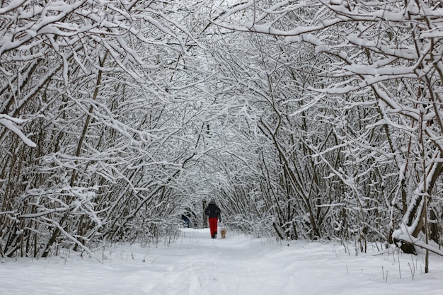 Hombre de deporte de nieve de invierno en el parque de árboles