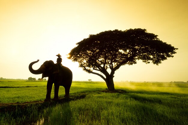 Hombre en un elefante cerca de un árbol