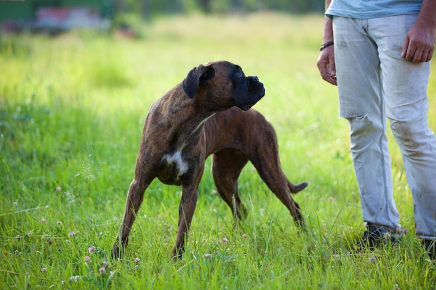 El hombre entrena al perro del boxeador de cerca