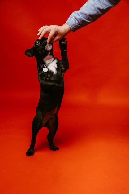 Un hombre entrena a un bulldog francés con un fondo rojo.