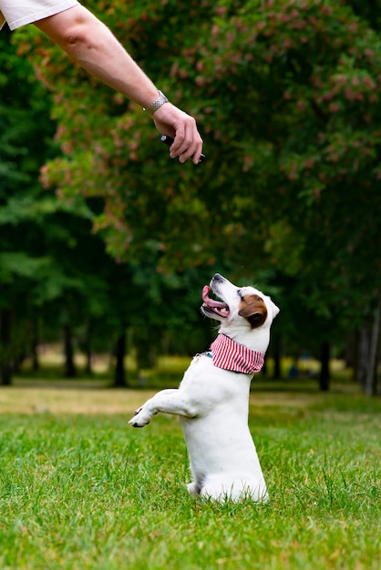 Un hombre entrena a su perro jack russell terrier al aire libre alimentando a su mascota en el parque juegos de entrenamiento manual ...