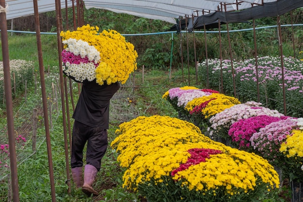 Foto el hombre es recoger flores de crisantemo en el jardín.