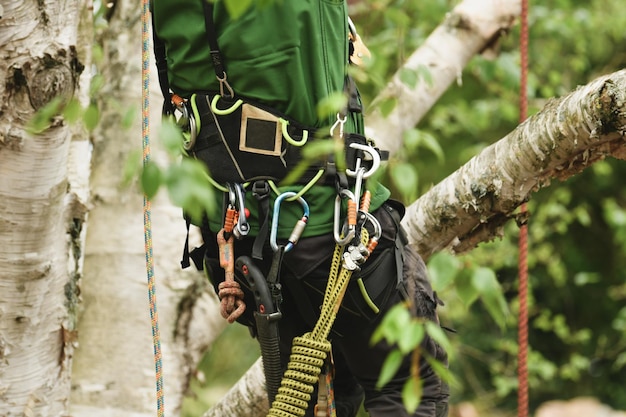 Hombre escalador en un árbol para recortar ramas