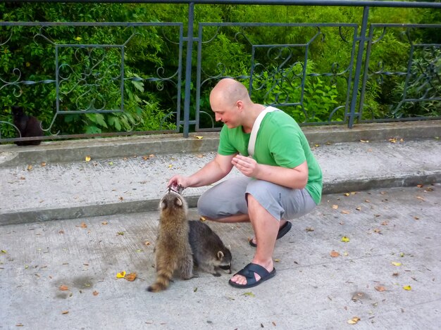 El hombre está alimentando a los mapaches. Domesticación de animales salvajes. Animales salvajes domesticados.