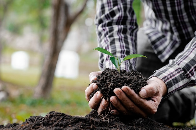 Un hombre está plantando árboles jóvenes en el suelo de un bosque tropical plantando un árbol de reemplazo para reducir el calentamiento global El concepto de salvar el mundo y reducir el calentamiento global