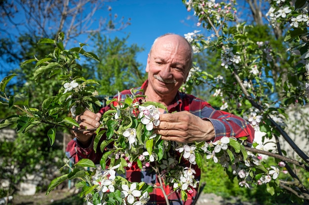 Hombre examinando manzanos florecientes en huerto. Concepto de jardinería