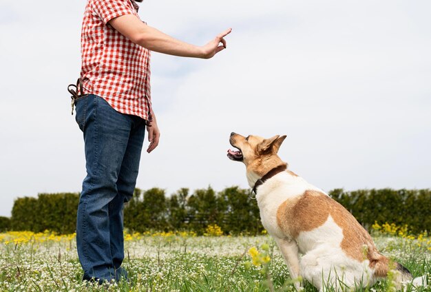 Foto hombre feliz jugando y entrenando con perro pastor de raza mixta en la hierba verde perro dando pata