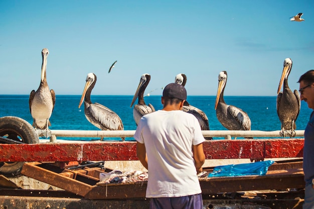 Un hombre se para frente a un grupo de pelícanos en una playa de Valparaíso chile