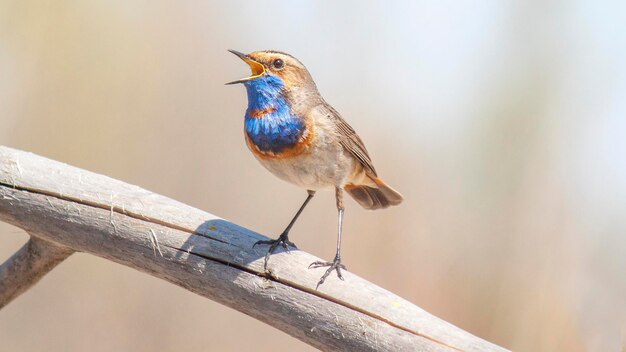 Hombre de garganta azul